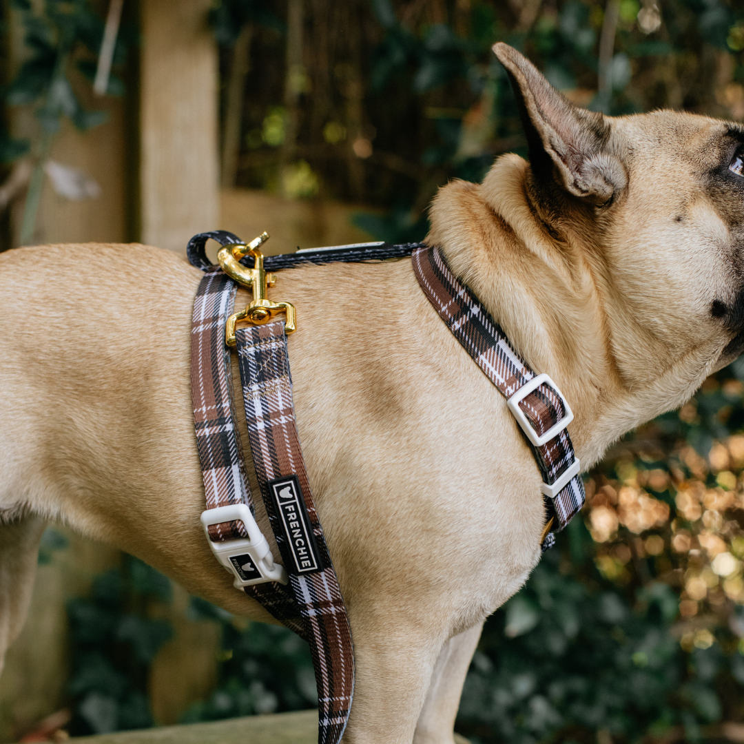 Frenchie Strap Harness - Cocoa Plaid from Frenchie Bulldog