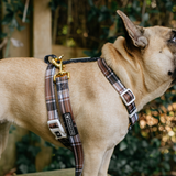 Frenchie Strap Harness - Cocoa Plaid from Frenchie Bulldog