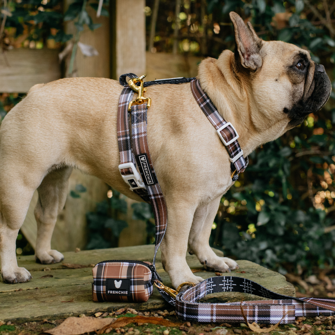 Frenchie Strap Harness - Cocoa Plaid from Frenchie Bulldog
