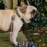 Frenchie Comfort Collar - Cocoa Plaid from Frenchie Bulldog