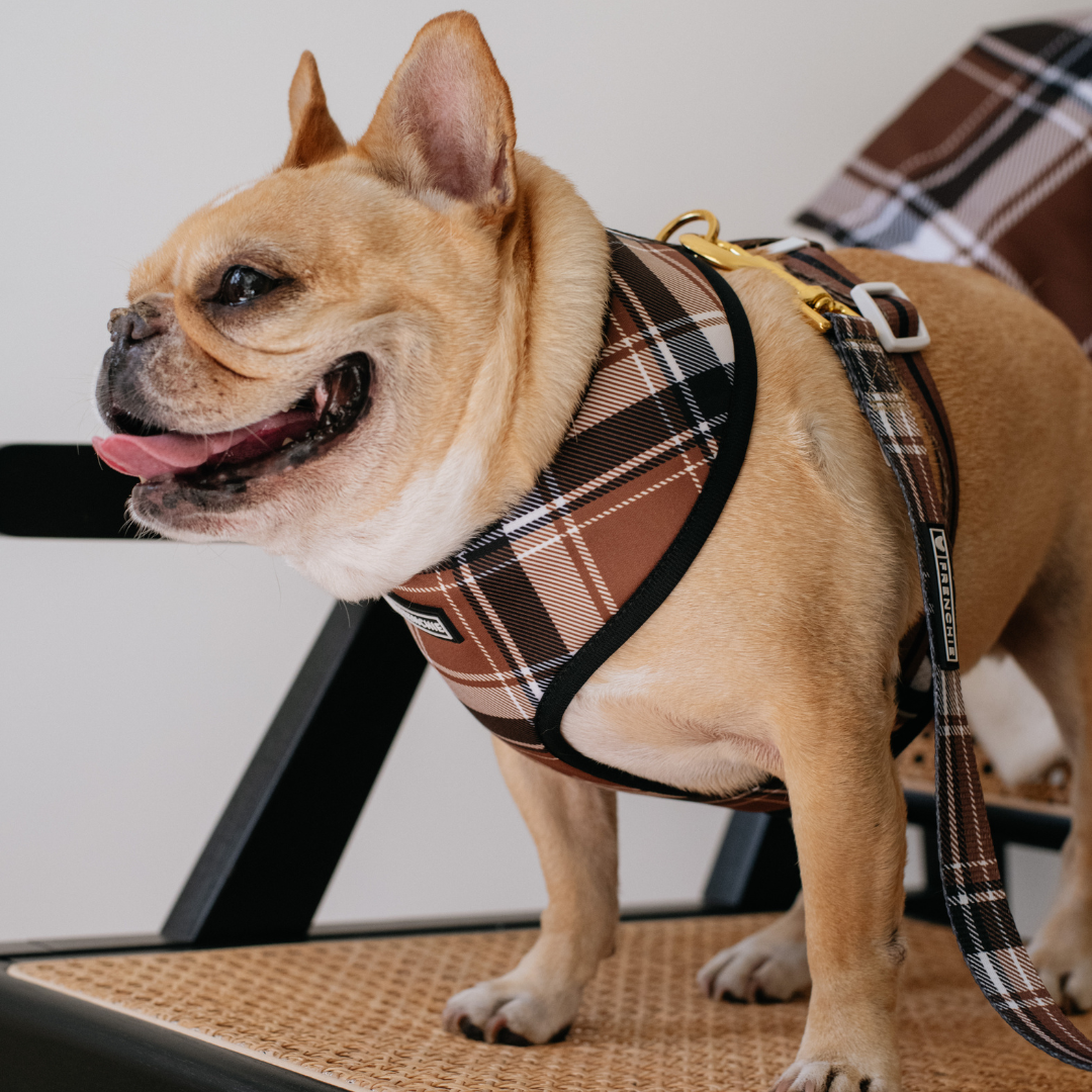 Frenchie Duo Reversible Harness - Cocoa Plaid from Frenchie Bulldog