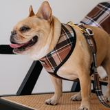 Frenchie Duo Reversible Harness - Cocoa Plaid from Frenchie Bulldog