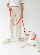Dog Leash from Springer