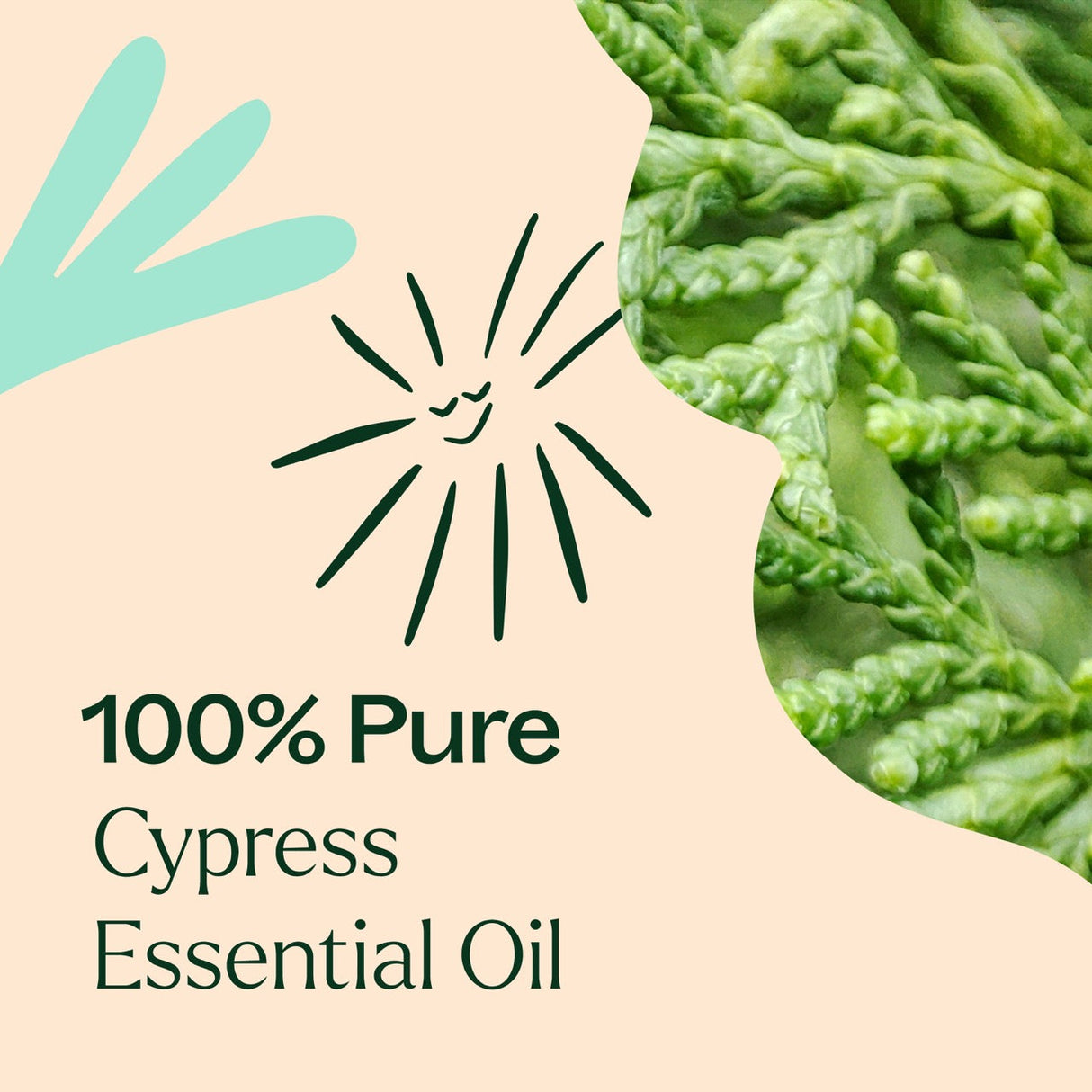 Cypress Essential Oil From Plant Therapy