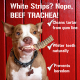 Beef Trachea Dog Treats - 12 Inch, 4 Pack from Dog Chits Pet Products
