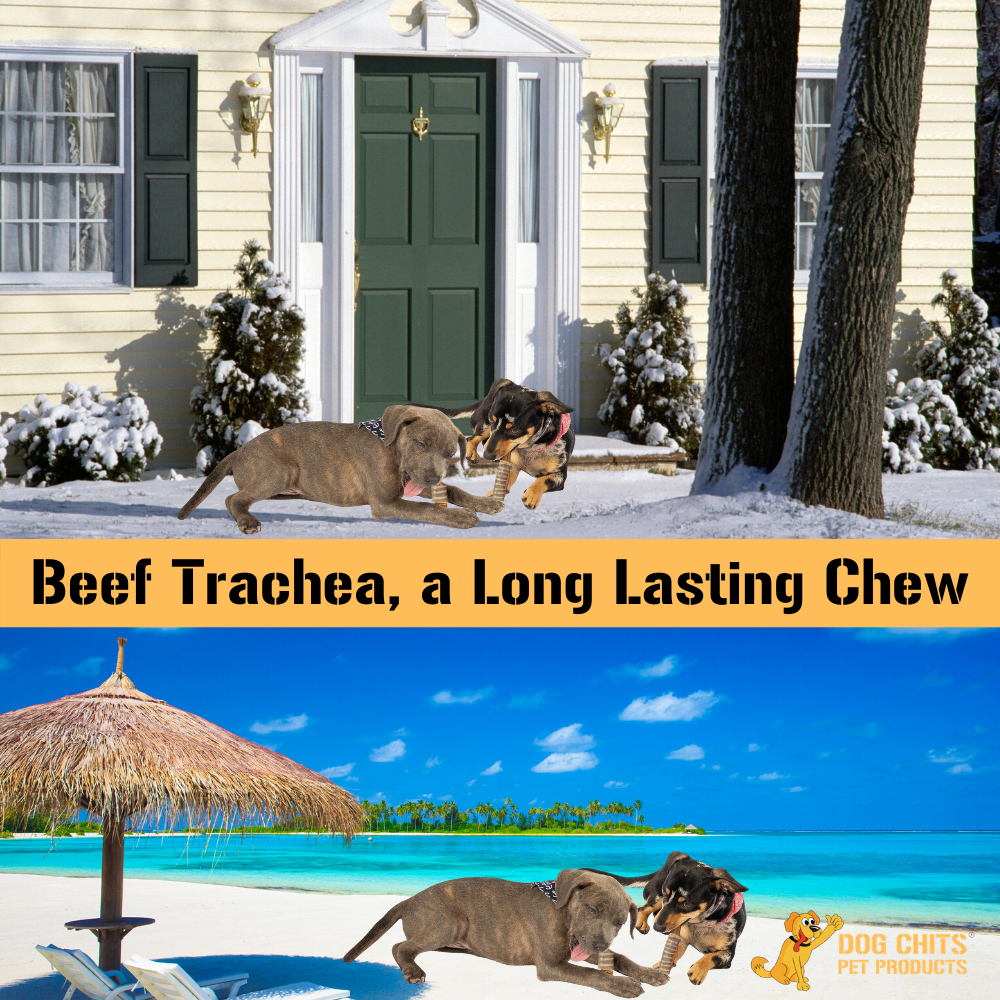 Beef Trachea Dog Treats - 12 Inch, 4 Pack from Dog Chits Pet Products