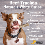 Beef Trachea Dog Treats - 12 Inch, 4 Pack from Dog Chits Pet Products
