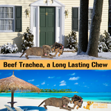 Beef Trachea Dog Treats - 1 lb. (3"-4" pieces) from Dog Chits Pet Products