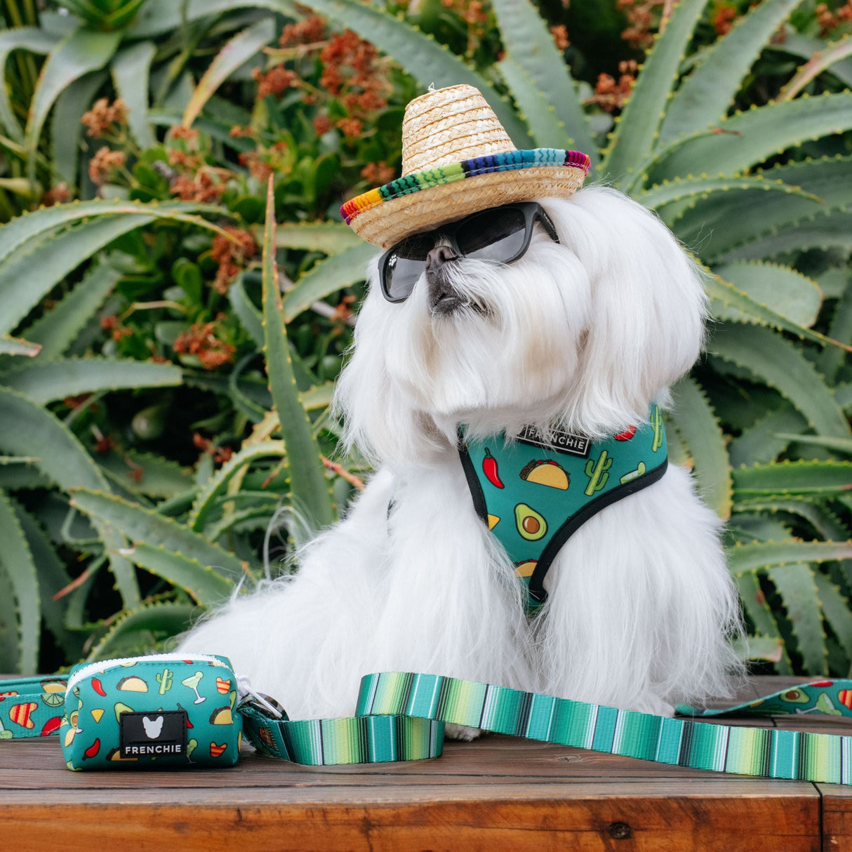 Frenchie Comfort Leash - Taco Tuesday- Green from Frenchie Bulldog