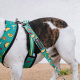 Frenchie Comfort Leash - Taco Tuesday- Green from Frenchie Bulldog