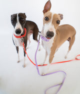 Dog Leash from Springer