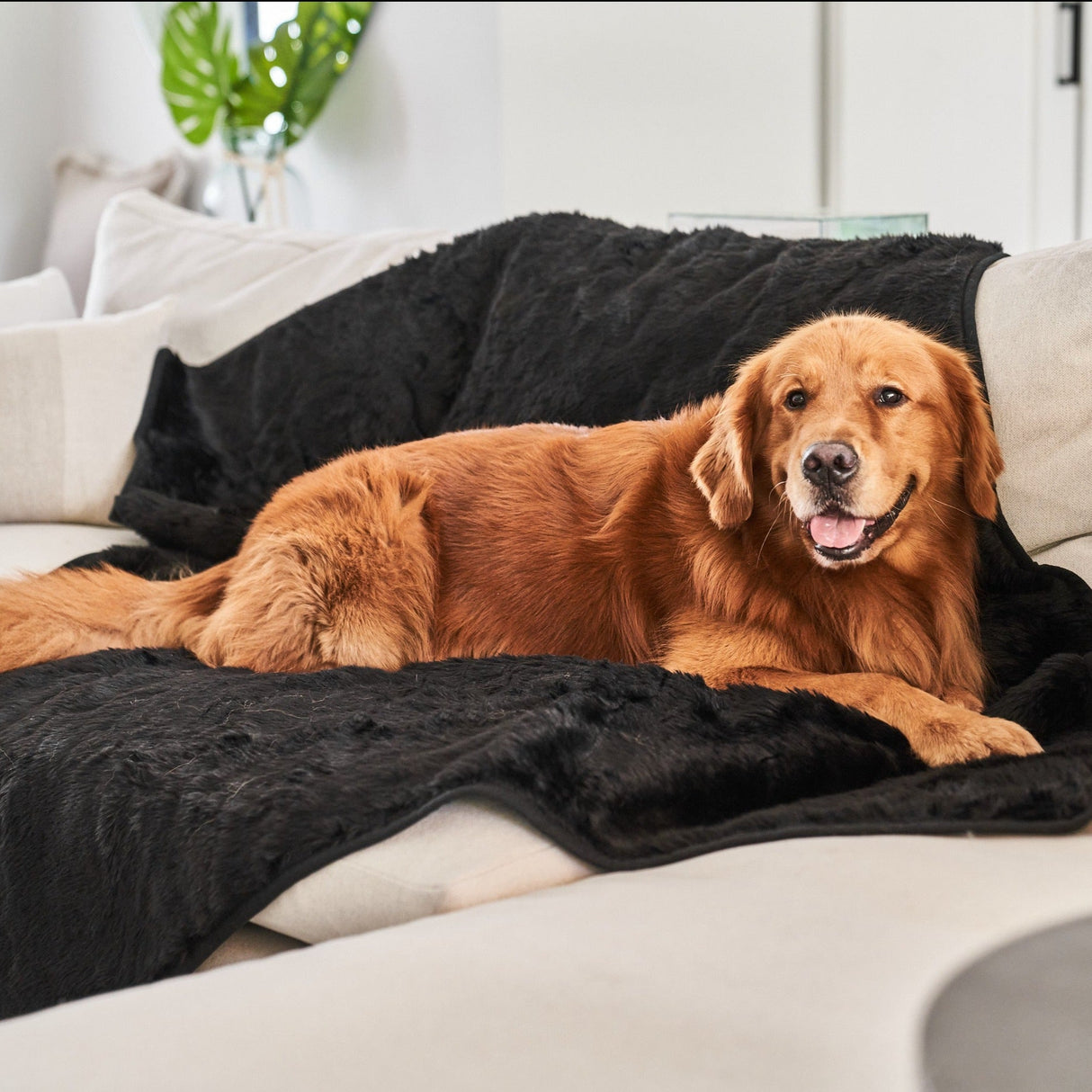 PupProtector™ Summer Short Fur Waterproof Throw Blanket - Midnight Black from Paw.com