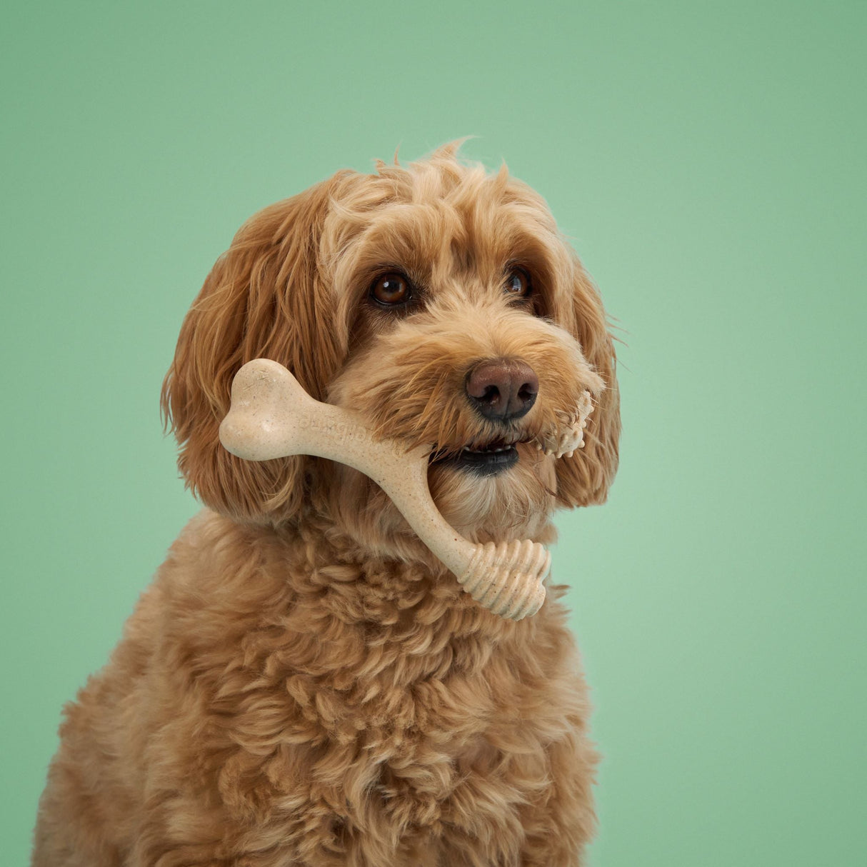 BetterBone MEDIUM Durability CHEW TOY: Perfect Chew for Everyday Chewers | Natural Ingredients, Eco-Friendly, Non-Toxic from BetterBone All Natural Eco-Friendly Dog Chews & Bones