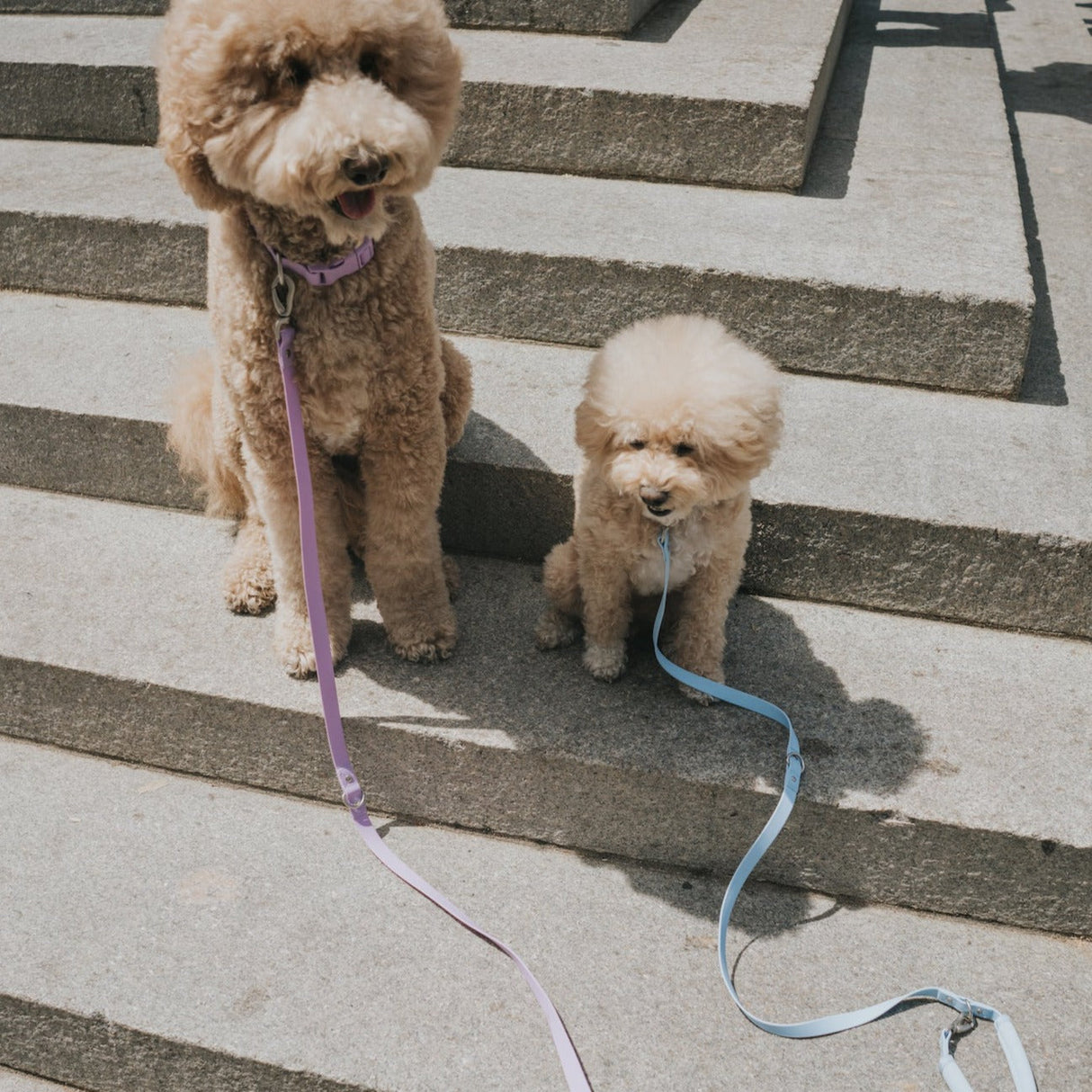 Dog Leash from Springer