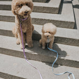 Dog Leash from Springer