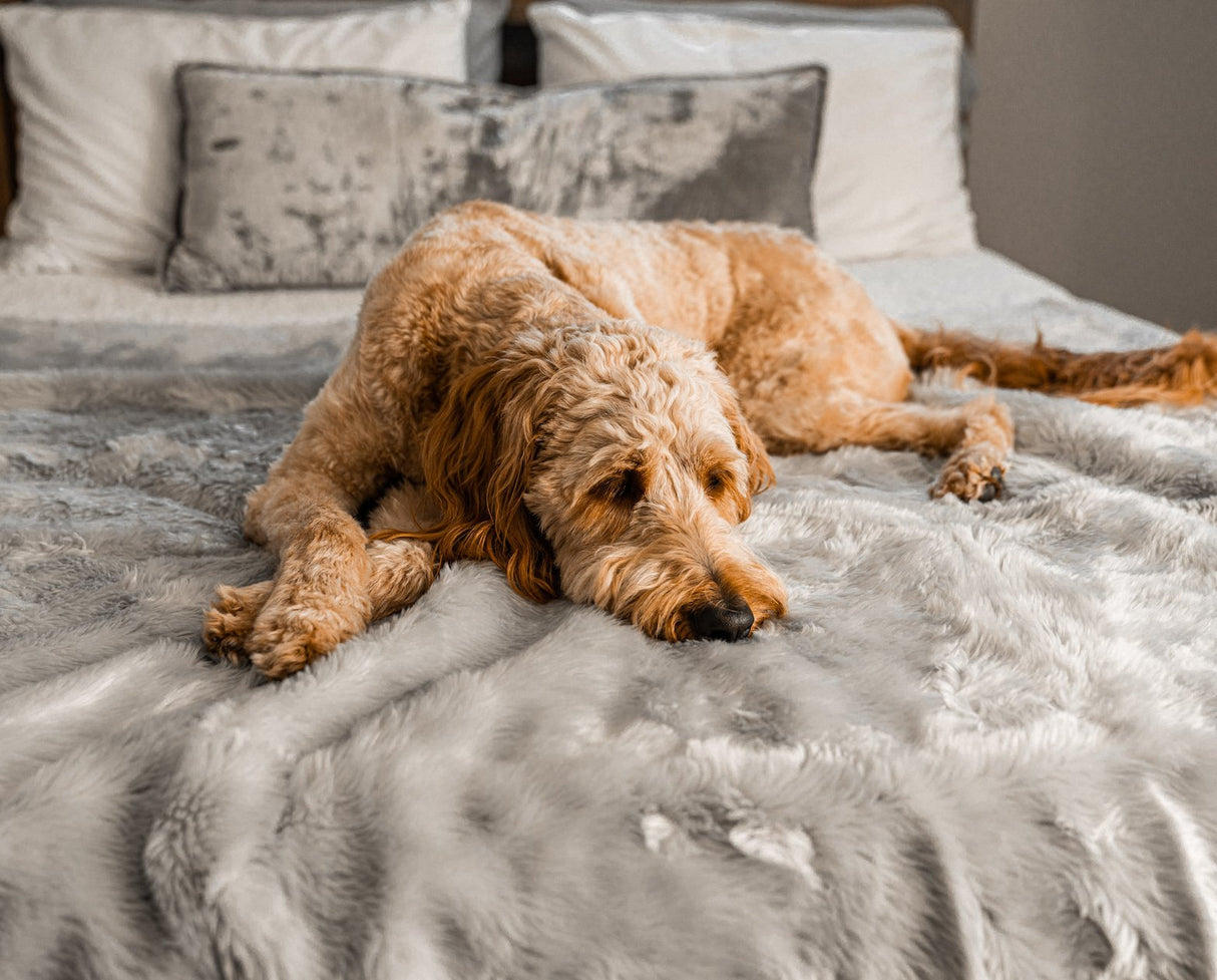 PupProtector™ Summer Short Fur Waterproof Throw Blanket - Grey from Paw.com