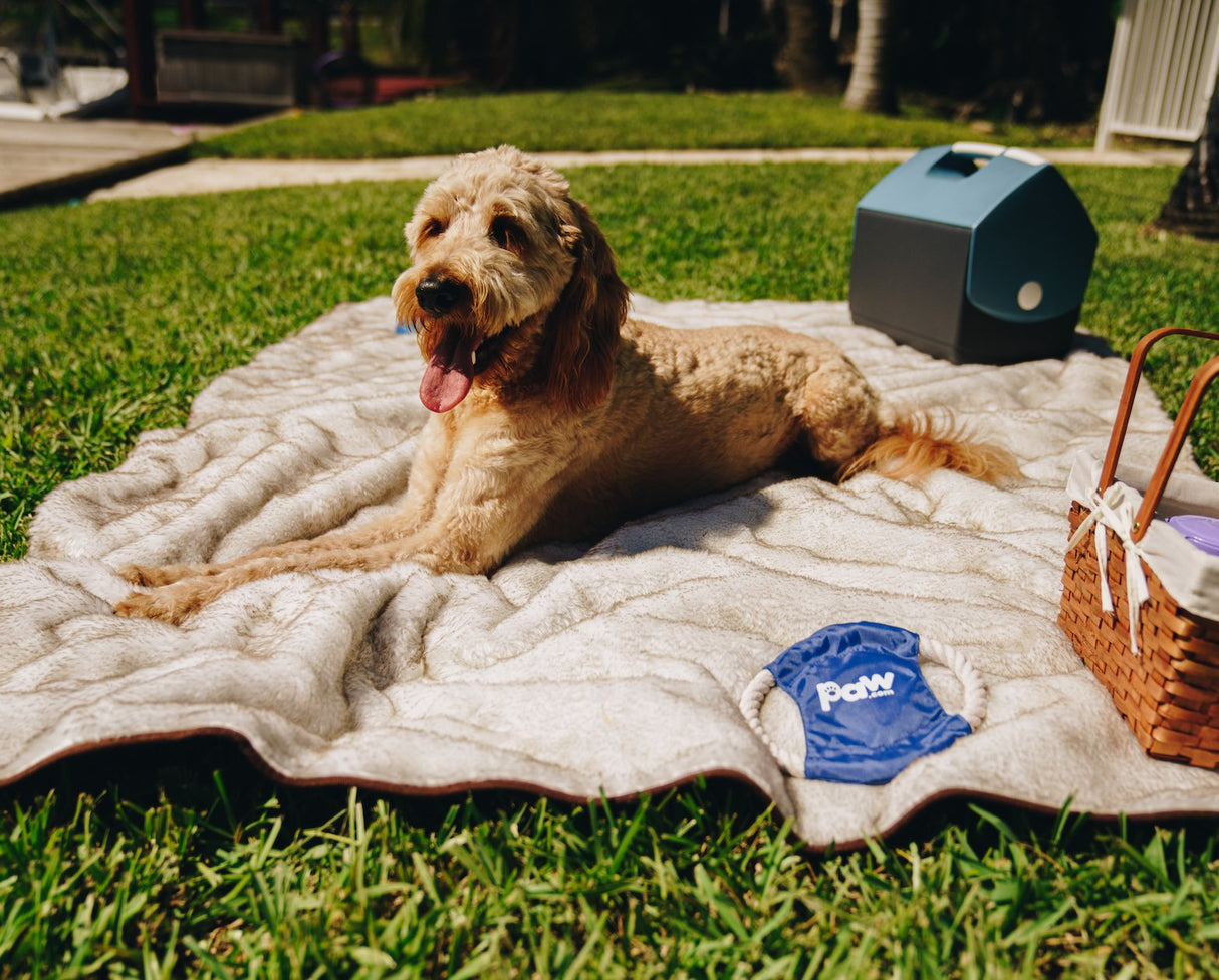 PupProtector™ Summer Short Fur Waterproof Throw Blanket - White with Brown Accents from Paw.com