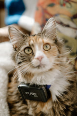 Cube GPS Tracker: Real-Time GPS Tracker | 4G LTE | Rechargeable Battery from Cube Tracker