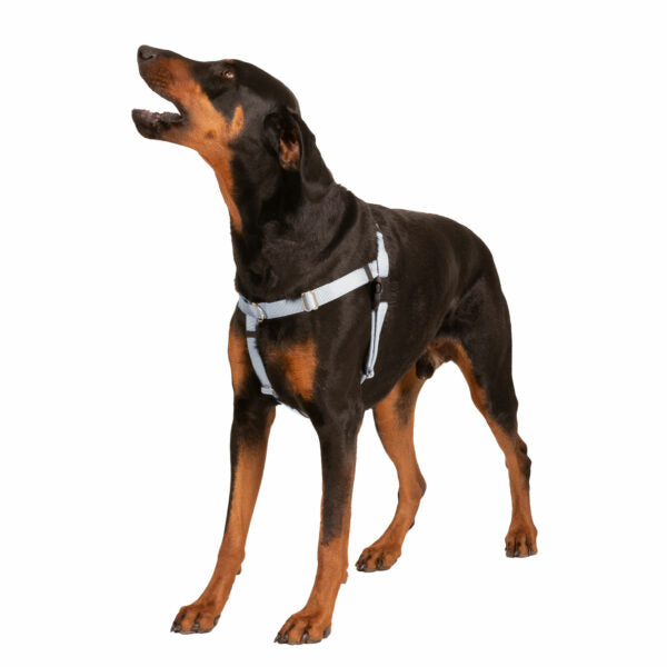 Silver Freedom No-Pull Dog Harness from 2 Hounds Design