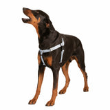 Silver Freedom No-Pull Dog Harness from 2 Hounds Design