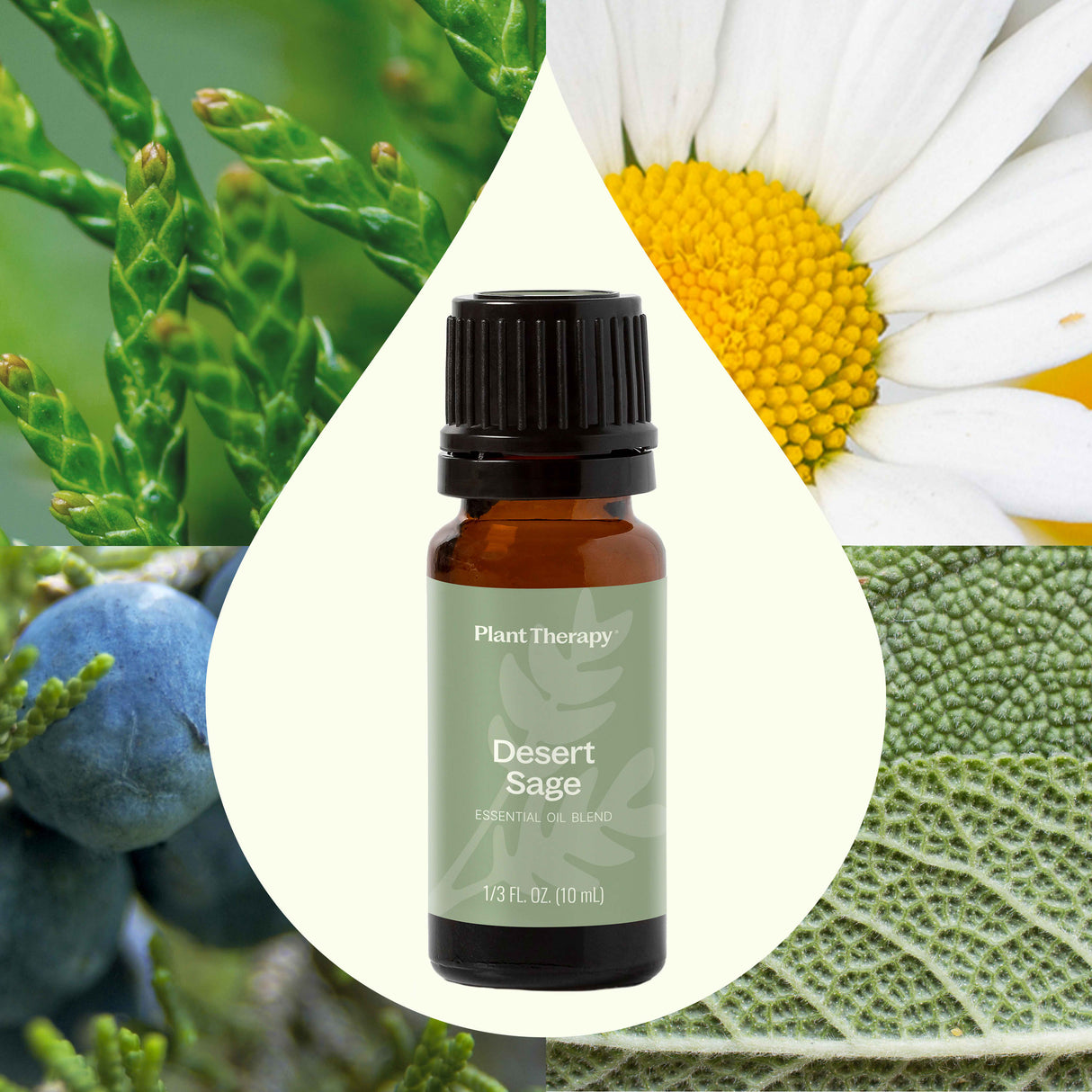 Desert Sage Essential Oil Blend from Plant Therapy