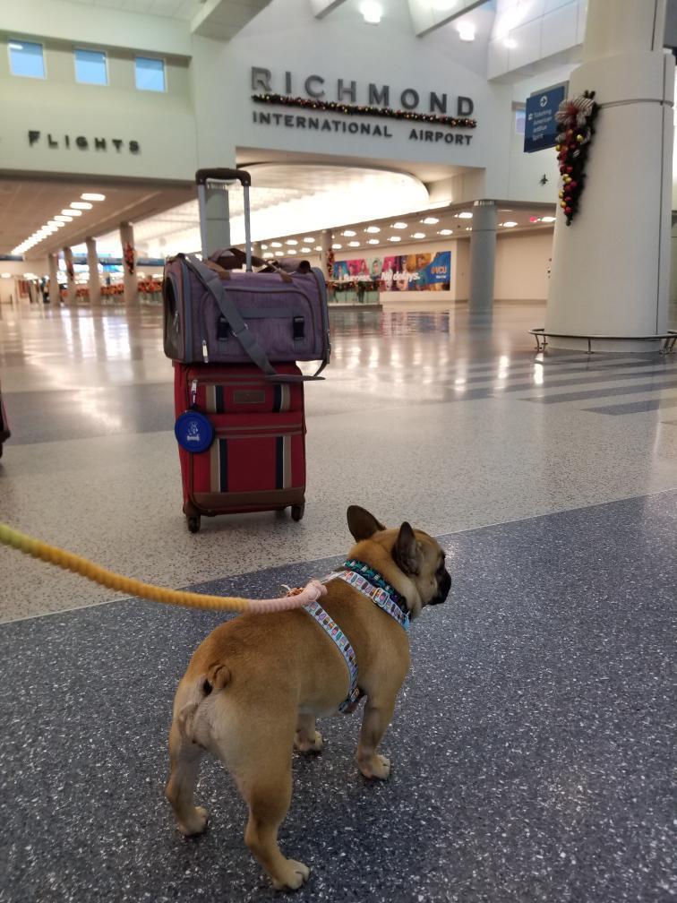Mr. Peanut's Gold Series Standard Size Airline Compliant Expandable Pet Carrier from Mr. Peanut's Pet Carriers