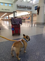 Mr. Peanut's Gold Series Standard Size Airline Compliant Pet Carrier from Mr. Peanut's Pet Carriers