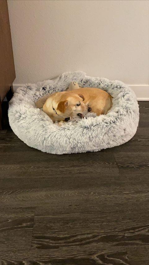 Mr. Peanut's 28" OrthoPlush® Pet Bed - Snowflake White Two Tone from Mr. Peanut's Pet Carriers