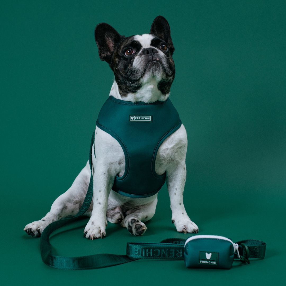 Frenchie Comfort Leash - Emerald City from Frenchie Bulldog