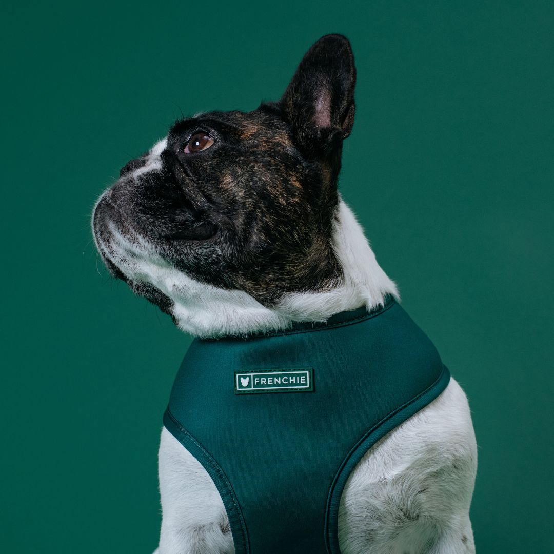 Frenchie Duo Reversible Harness - Emerald City from Frenchie Bulldog