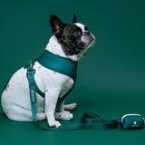 Frenchie Duo Reversible Harness - Emerald City from Frenchie Bulldog
