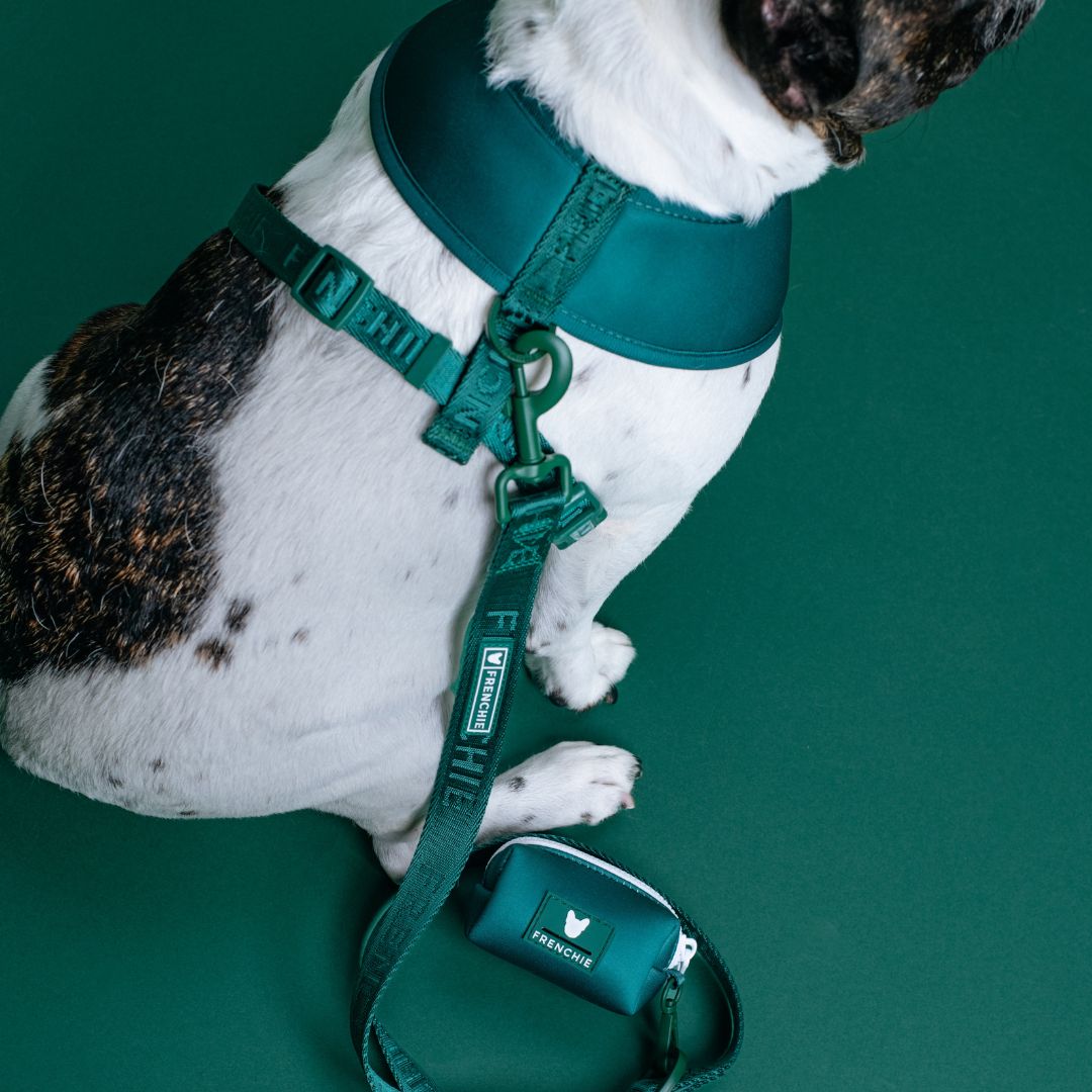 Frenchie Comfort Leash - Emerald City from Frenchie Bulldog