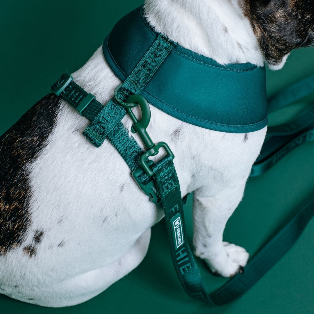 Frenchie Duo Reversible Harness - Emerald City from Frenchie Bulldog