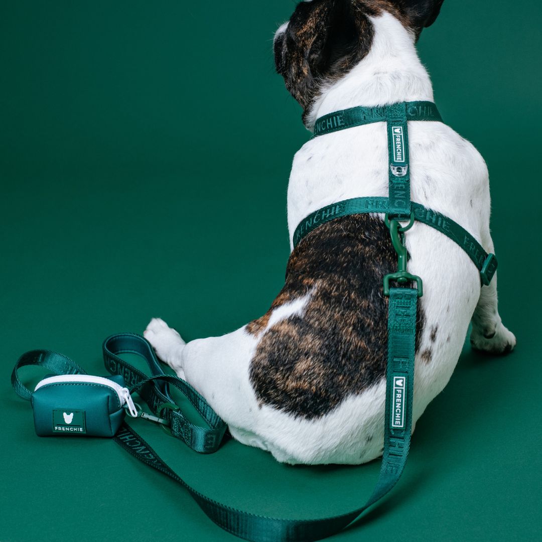 Frenchie Comfort Leash - Emerald City from Frenchie Bulldog