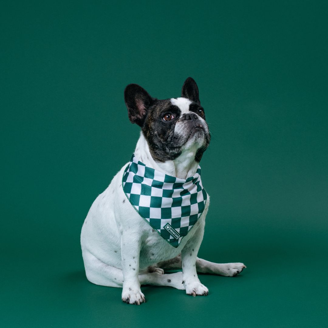 Frenchie Cooling Bandana - Emerald City from Frenchie Bulldog