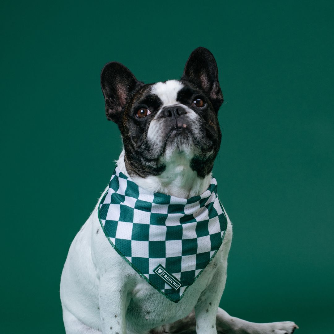 Frenchie Cooling Bandana - Emerald City from Frenchie Bulldog