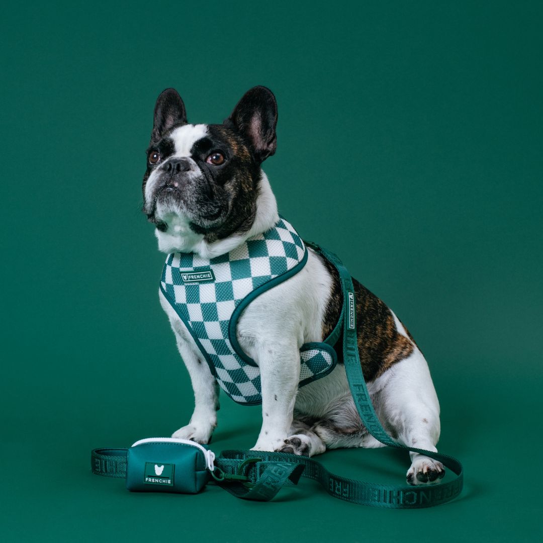 Frenchie Duo Reversible Harness - Emerald City from Frenchie Bulldog
