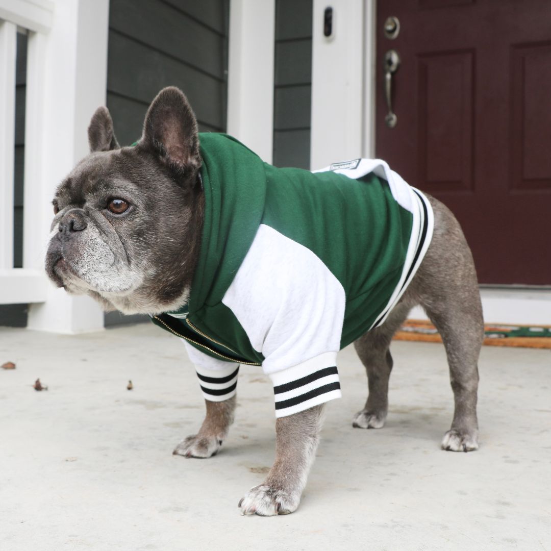 Frenchie Dog Hoodie - Emerald City Varsity from Frenchie Bulldog