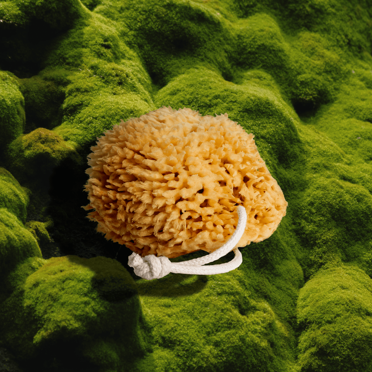 Sea Wool Sponge from Firsthand Supply