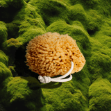 Sea Wool Sponge from Firsthand Supply