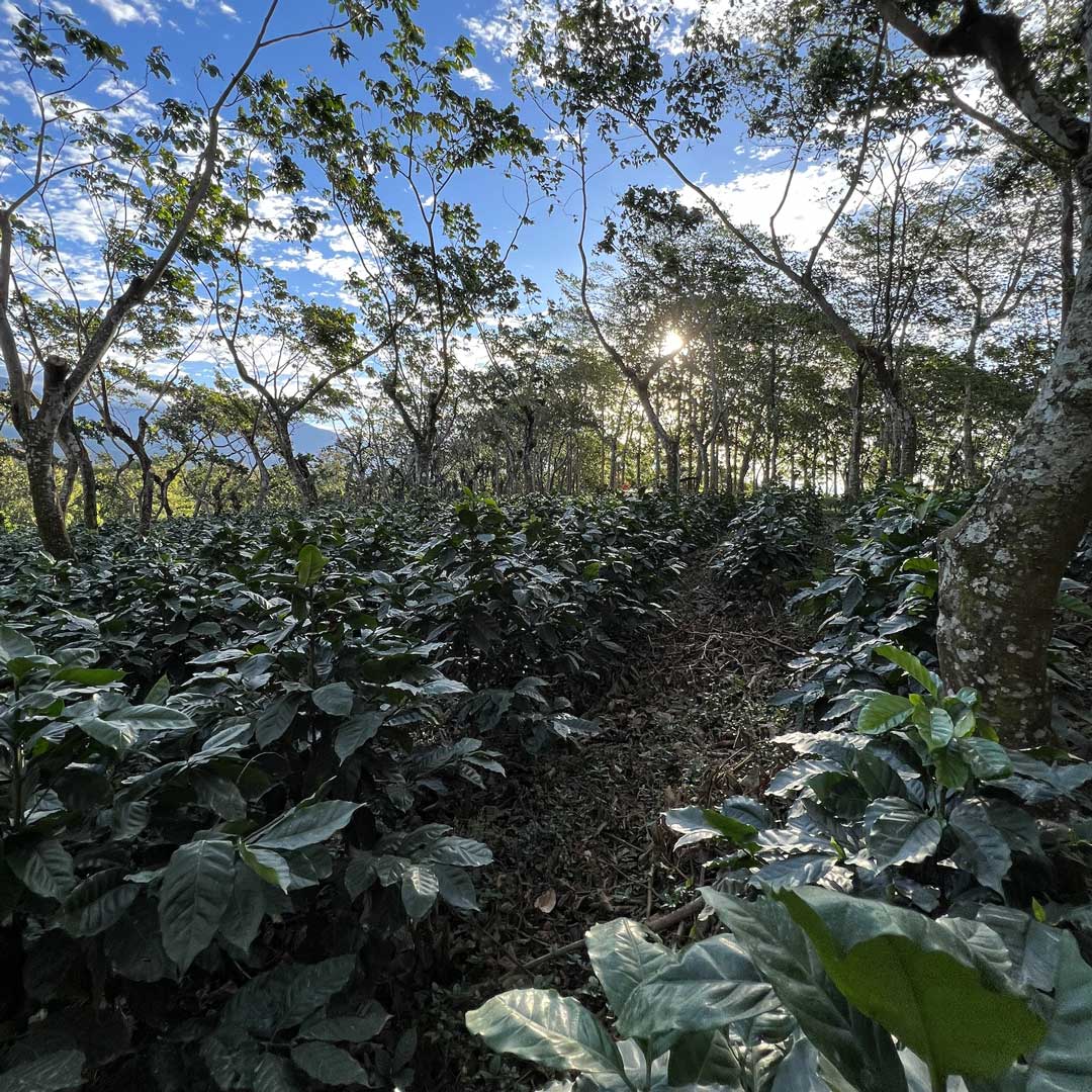 Guatemala - Slow Jam from Nossa Familia Coffee