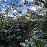 Guatemala - Slow Jam from Nossa Familia Coffee