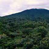 Guatemala - Finca San Jerónimo Miramar from Nossa Familia Coffee