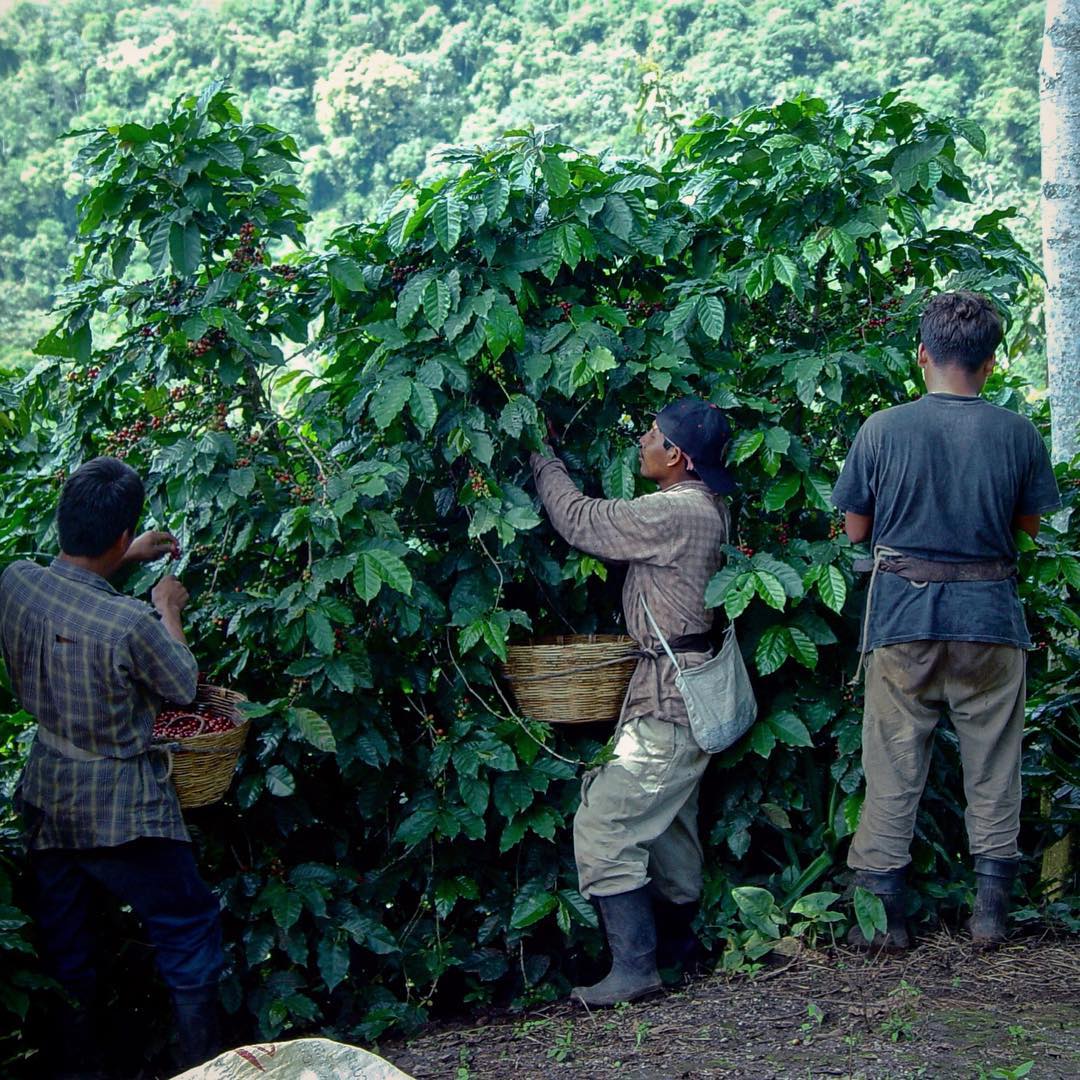 Guatemala - Finca San Jerónimo Miramar from Nossa Familia Coffee