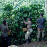 Guatemala - Finca San Jerónimo Miramar from Nossa Familia Coffee