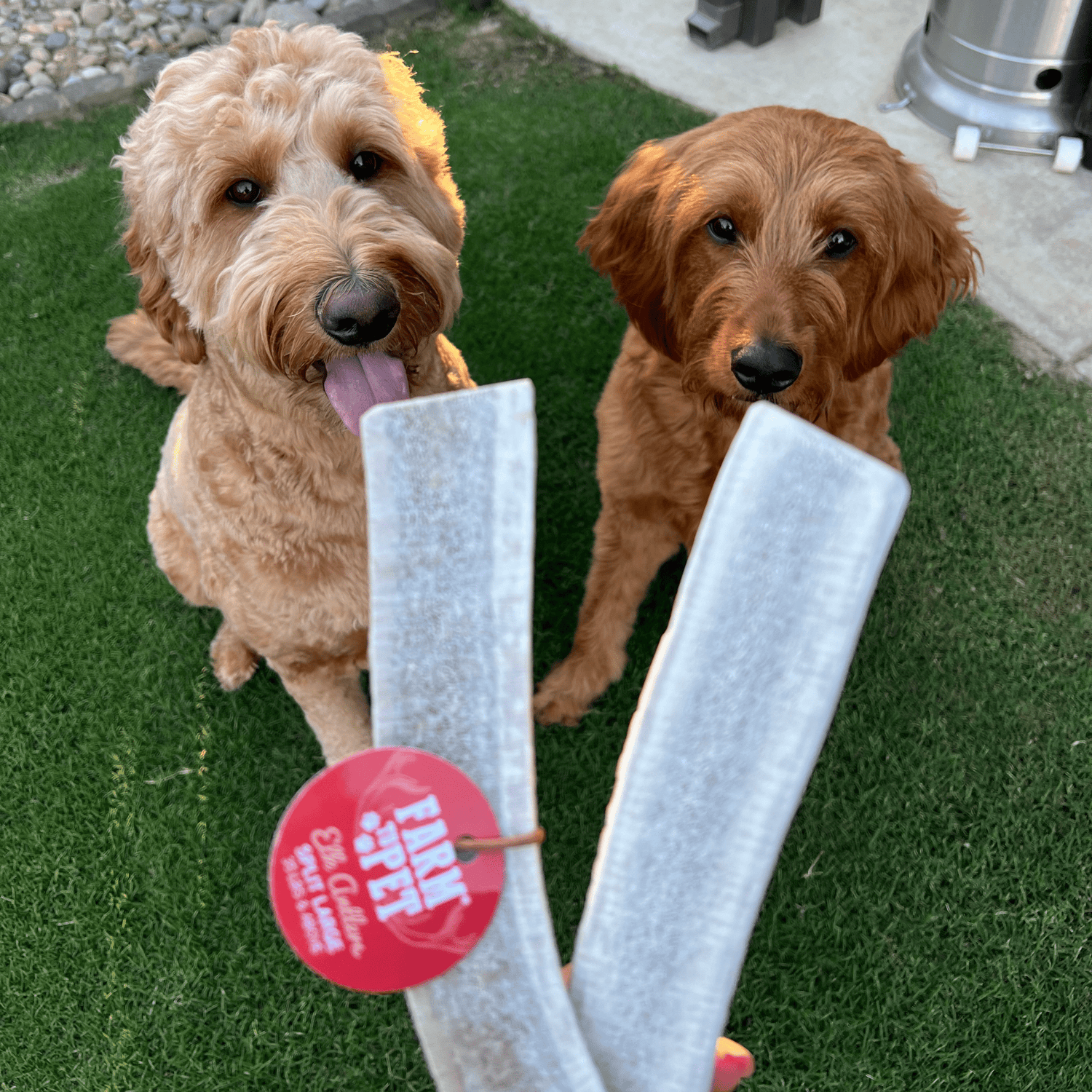 Split Elk Antlers for Dogs | All-Natural Antler Dog Chews from Farm To Pet