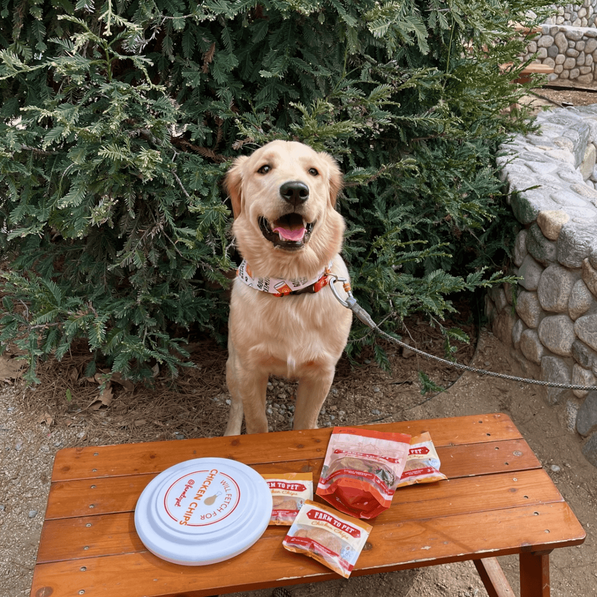 Will Fetch for Chicken Chips Dog Frisbee | Fun Toy for Dogs and Humans from Farm To Pet