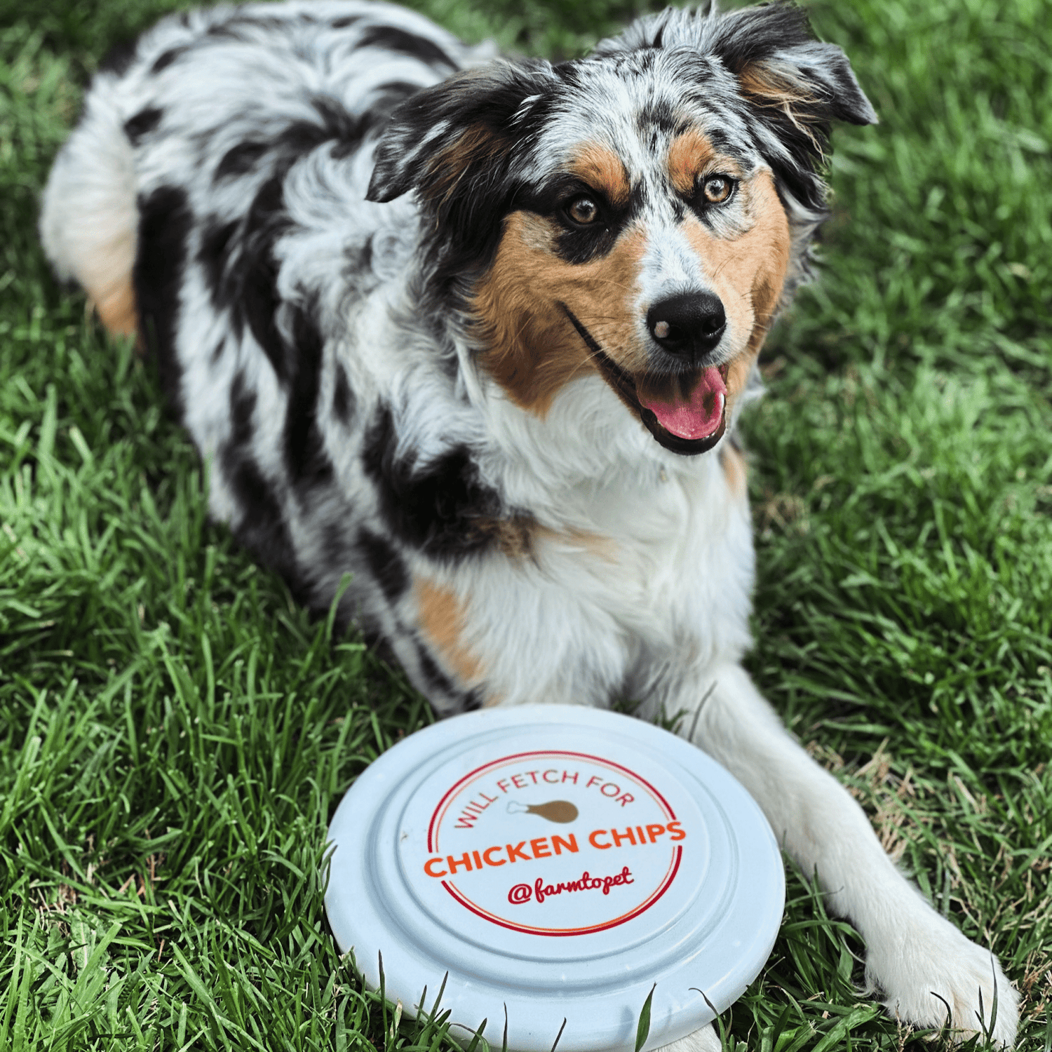 Will Fetch for Chicken Chips Dog Frisbee | Fun Toy for Dogs and Humans from Farm To Pet