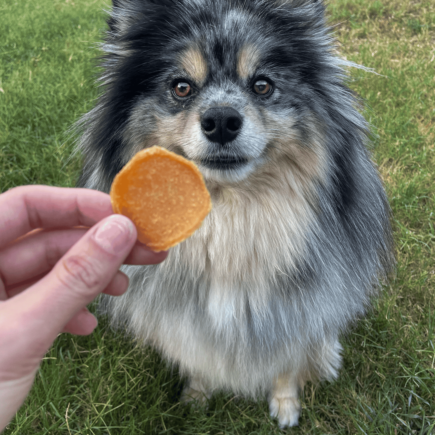 Chicago Chicken Chips for Dogs | Dog Treats To Celebrate Our Hometown from Farm To Pet