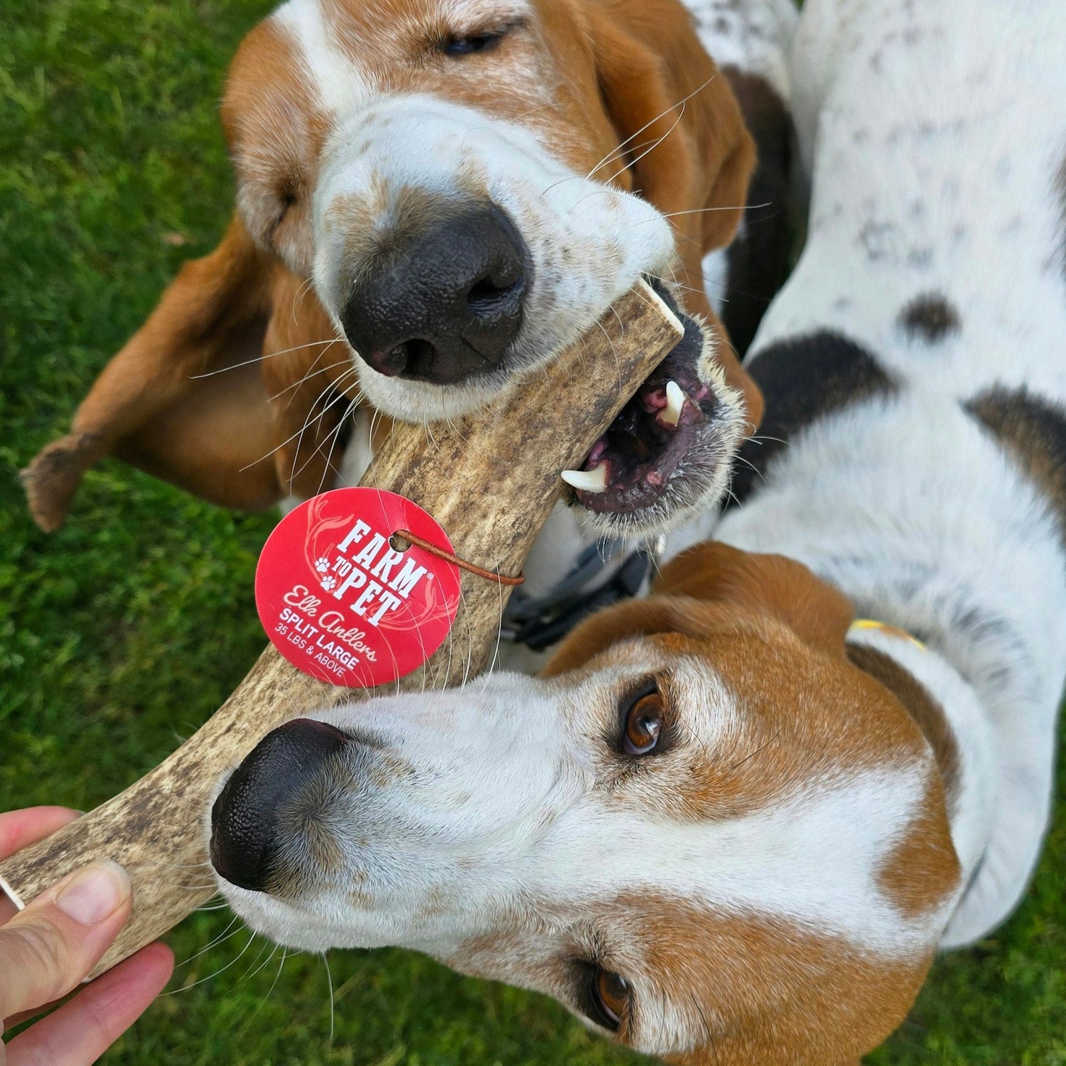 Split Elk Antlers for Dogs | All-Natural Antler Dog Chews from Farm To Pet